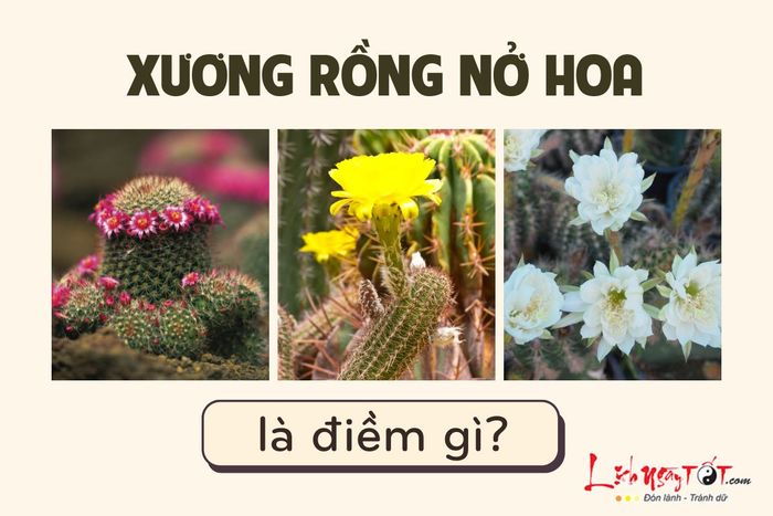 Hoa xương rồng nở có ý nghĩa gì?