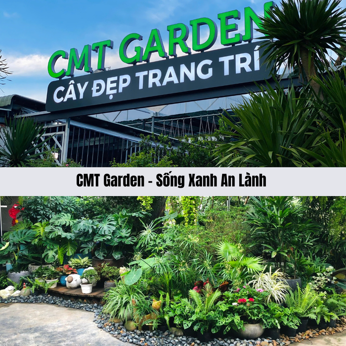 ban cay canh da nang.png