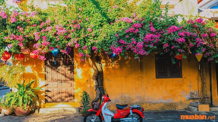 Những ngôi nhà hoa giấy tại Hội An