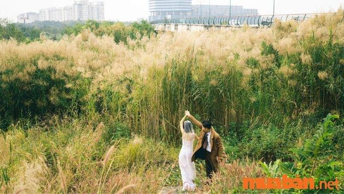 Cánh đồng cỏ lau Sài Gòn với cảnh sắc thiên nhiên thơ mộng (Nguồn ảnh: Sưu tầm)