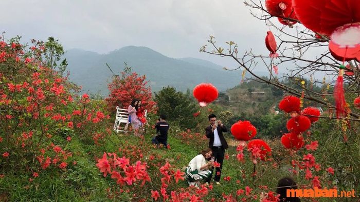 Vườn hoa Tây Thiên là điểm sống ảo cực hot tại Tam Đảo