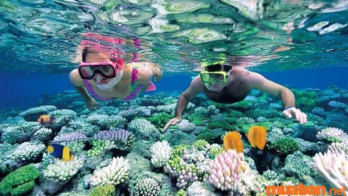 Khám phá san hô tại bãi Hòn Sam