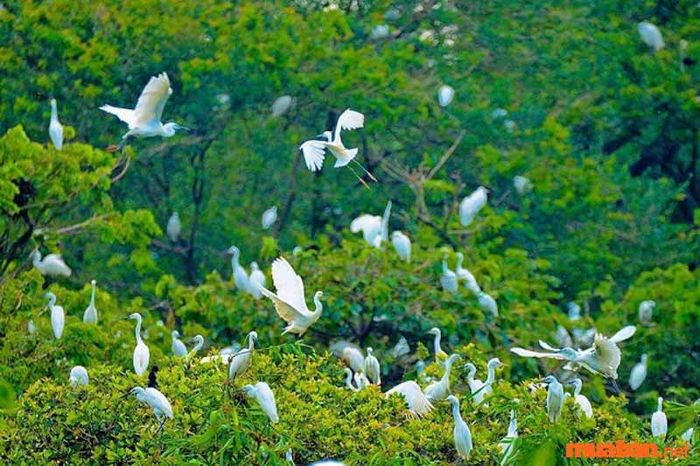 Vĩnh Phúc có gì thú vị? Vườn cò Hải Lựu