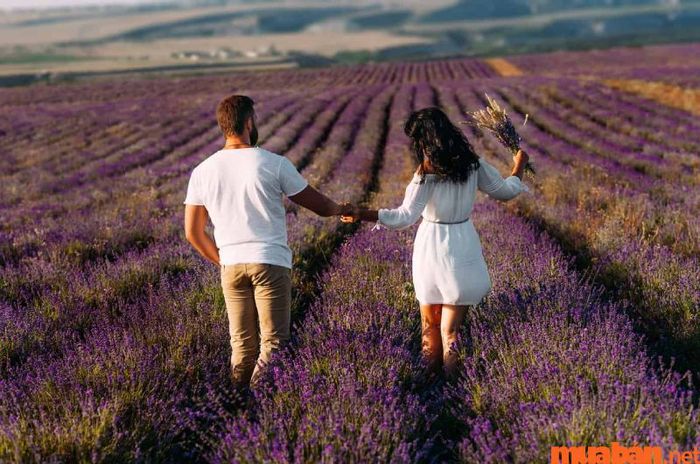 Hình ảnh 8/3 tuyệt đẹp trên cánh đồng hoa oải hương.