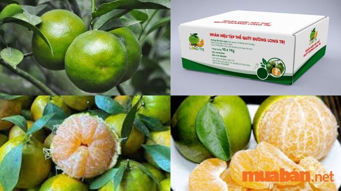 Quýt đường Long Trị là một trong những đặc sản Hậu Giang có giá trị kinh tế cao.
