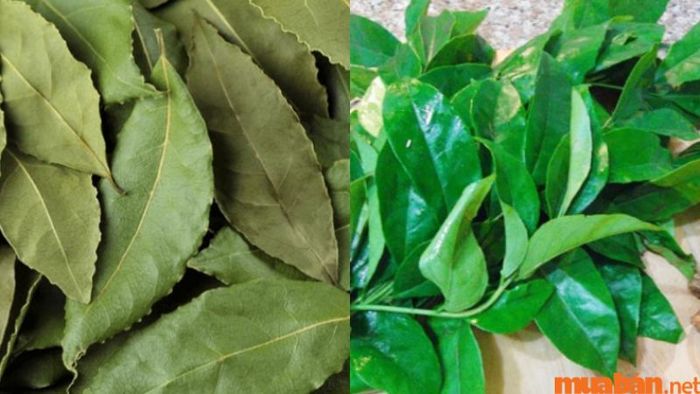 Lá mắc mật, một đặc sản nổi tiếng của Lạng Sơn, có thể tìm thấy dễ dàng ở khắp nơi.