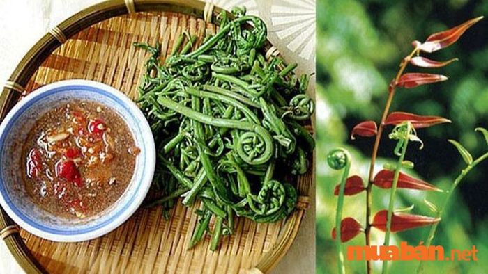 Món đặc sản Hậu Giang đọt choại cũng có thể ăn sống, trộn với nước mắm giấm tỏi ớt.