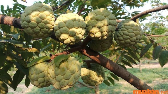 Na Chi Lăng với hình dáng độc đáo đã trở thành một đặc sản nổi bật của Lạng Sơn.