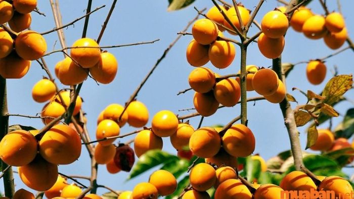 Hồng Bảo Lâm với thịt giòn, vị ngọt và thanh mát đến tuyệt vời.