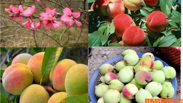Đào Mẫu Sơn nổi bật với hương vị đặc trưng rất dễ nhận biết.