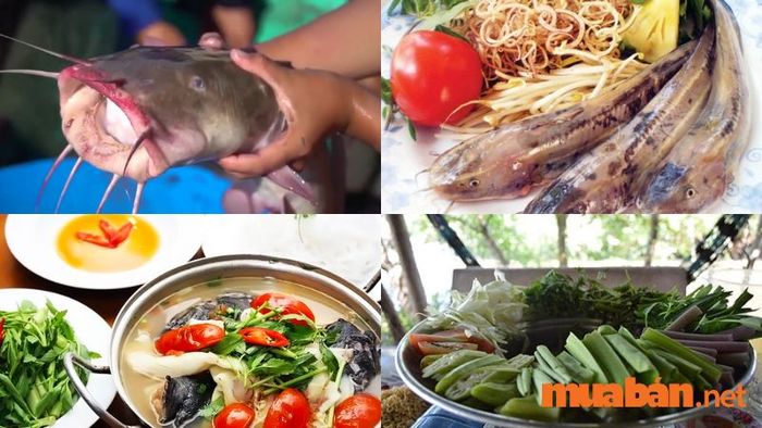 Cá ngát phân bố rộng rãi tại các mương, rạch, sông và đầm ở miền Tây Nam Bộ.