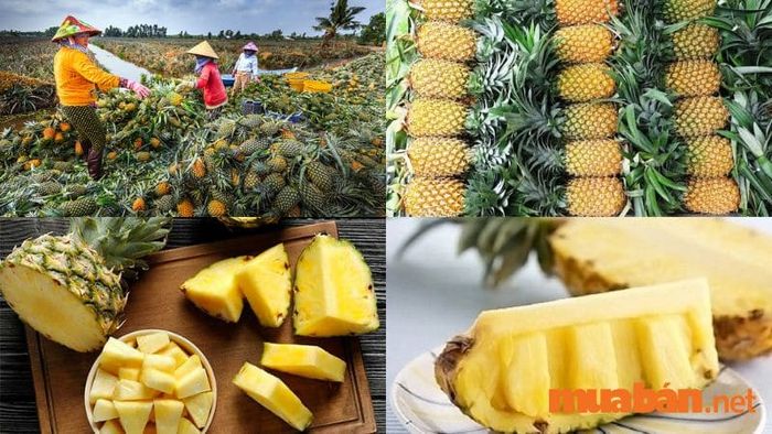 Món khóm Cầu Đúc, đặc sản của Hậu Giang, rất được yêu thích bởi du khách khắp nơi.