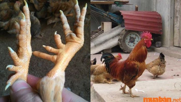 Gà sáu cựa là một đặc sản quý hiếm và đắt giá, được coi là một trong những món ngon nổi bật nhất của xứ Lạng.
