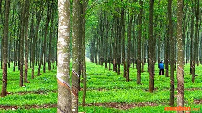 Việc tìm hiểu LNC là loại đất gì rất quan trọng