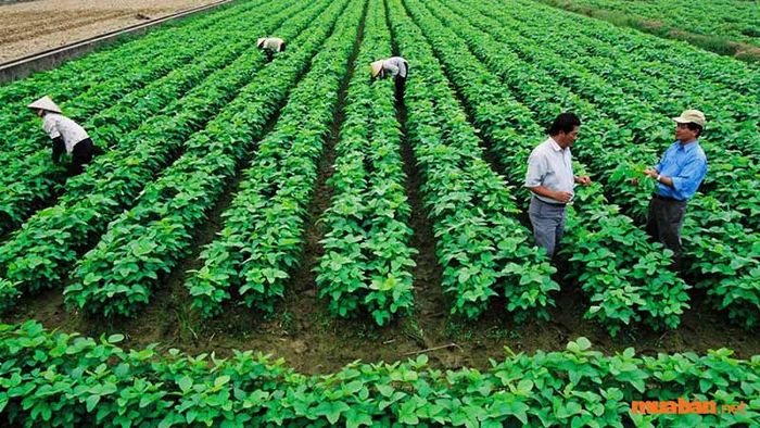 Không được phép sử dụng đất nông nghiệp cho mục đích không hợp lệ.