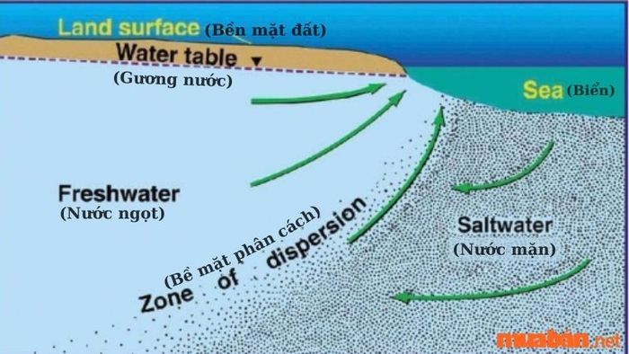 Nguyên nhân dẫn đến sự hình thành đất mặn