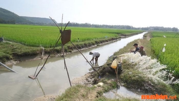 Các biện pháp thủy lợi là rất quan trọng và được người dân áp dụng rộng rãi.