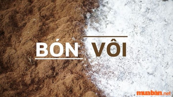 Biện pháp bón vôi là phương pháp phổ biến và dễ dàng nhất để áp dụng.