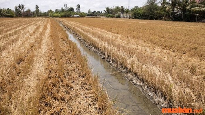 Tác động của đất mặn đối với cây trồng