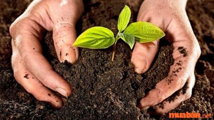 Đất mặn phù hợp với những loại cây nào?