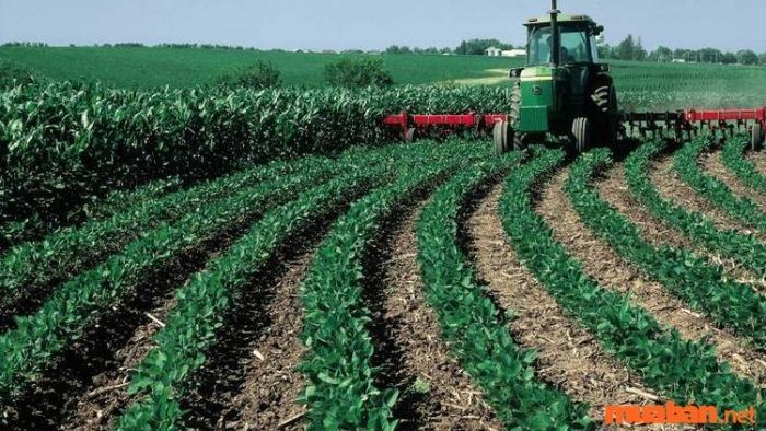 Các biện pháp canh tác được áp dụng để đạt hiệu quả tối ưu.