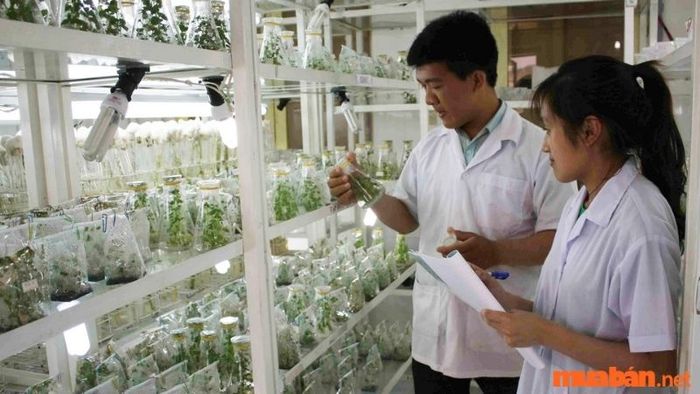 Các biện pháp sinh học đã tạo ra những điều kiện thuận lợi về giống cây trồng, giúp cây có khả năng thích nghi tốt với độ mặn.