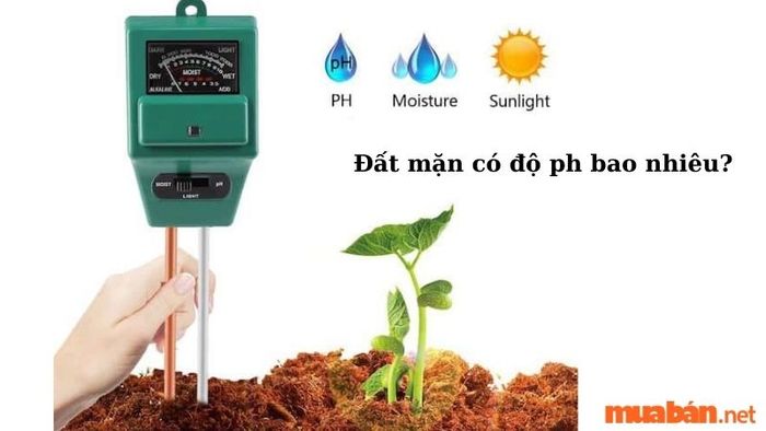 Đất mặn có độ pH là bao nhiêu?