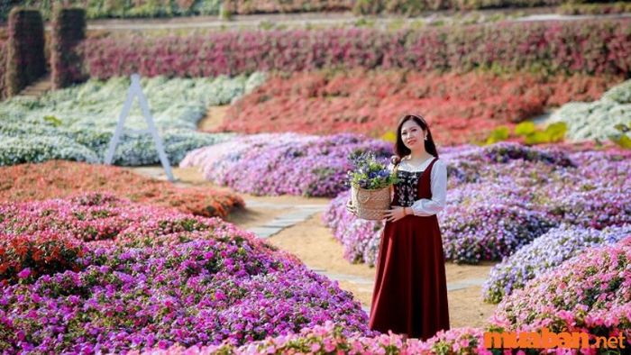 Chụp ảnh Tết tại thung lũng hoa Hồ Tây