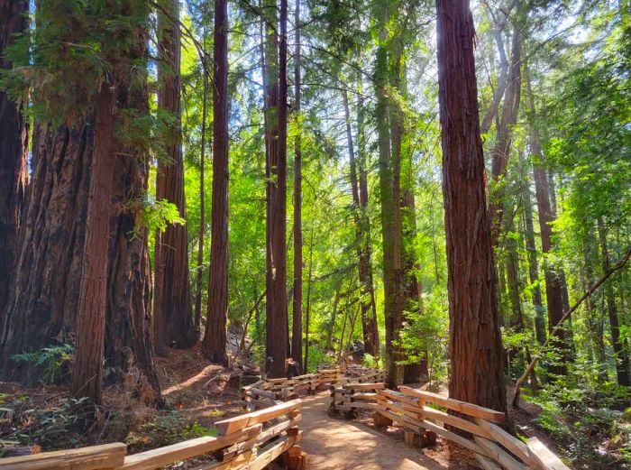 Boardwalk winding through tall trees