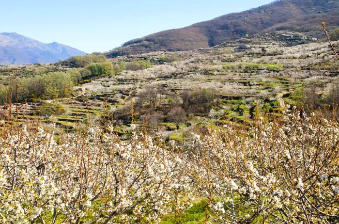 Trees adorned with white cherry blossoms in the foreground, with rolling hills in the background