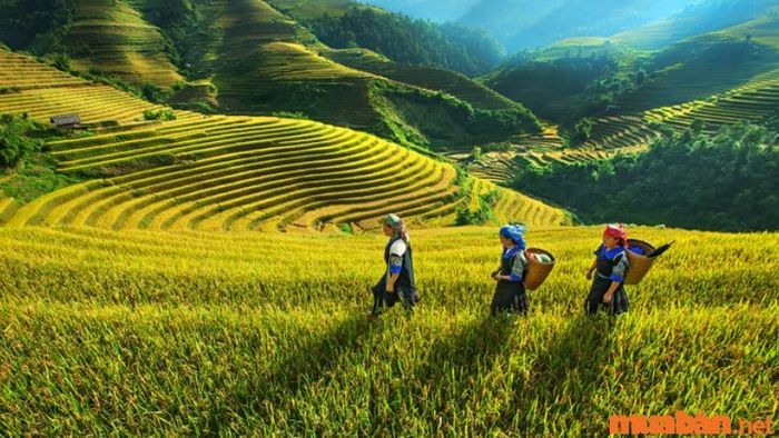 Sững sờ trước vẻ đẹp của ruộng bậc thang tại bản Tả Van khi mùa lúa chín về