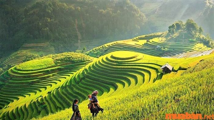 Những ruộng bậc thang uốn lượn tại bản Tả Van tạo nên một bức tranh sinh động