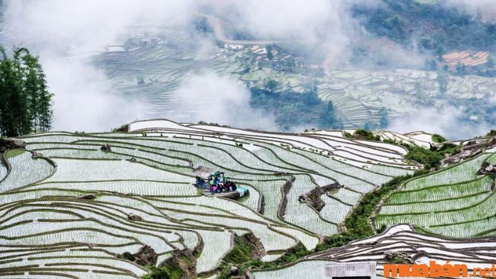 Bản Tả Van Sapa như bức tranh tuyệt đẹp trong mùa nước đổ trên những thửa ruộng bậc thang