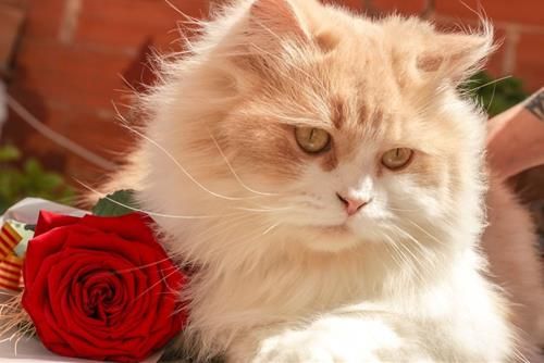 Ngày may mắn tháng 11/2024 của 12 cung hoàng đạo