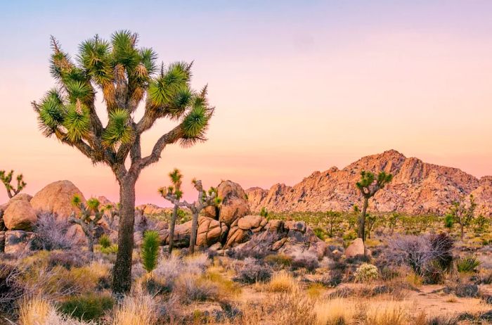 A Joshua tree set against a mountain backdrop under a soft pink sky