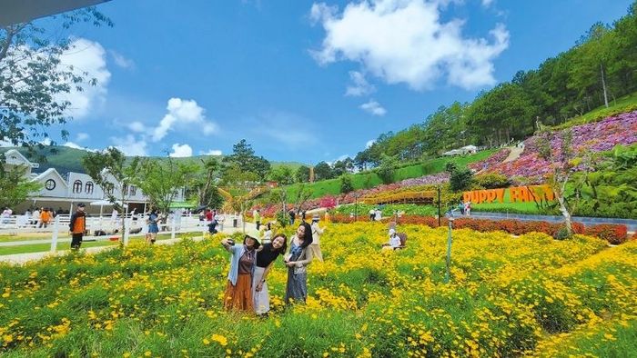 Đồi hoa đầy màu sắc rực rỡ
