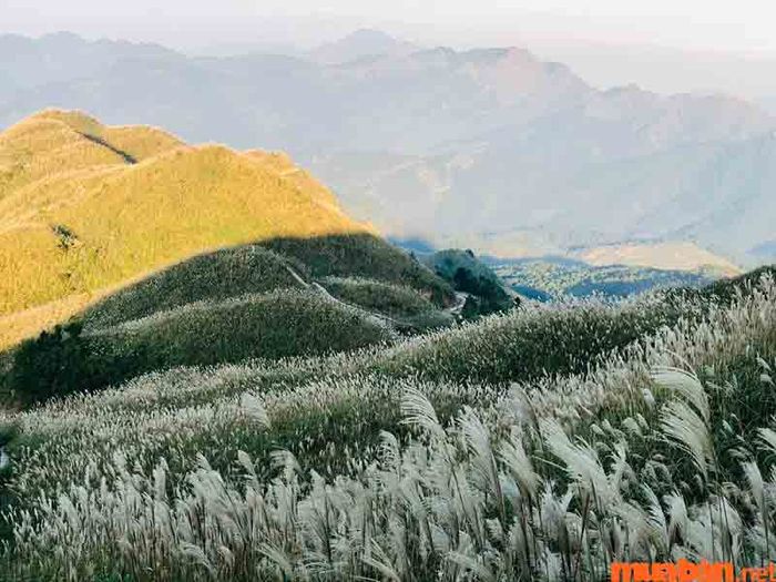 Bình Liêu với cánh đồng hoa cỏ lau nên thơ