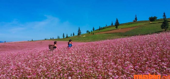 Cánh đồng hoa tam giác mạch rực rỡ sắc màu