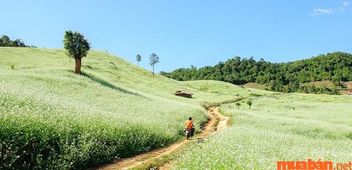 Mộc Châu tháng 10 nổi tiếng với cánh đồng hoa cải trắng