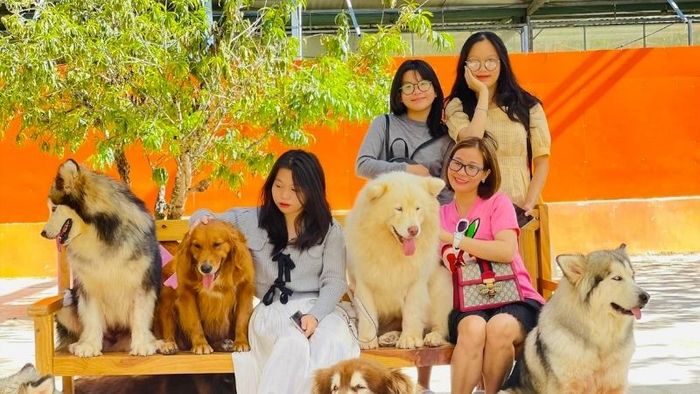 Giờ mở cửa và giá vé tham quan Puppy Farm