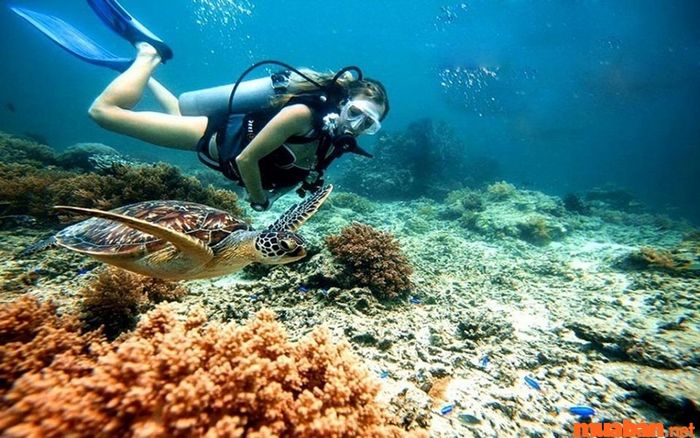 Kinh nghiệm du lịch Cát Bà: Tour ngắm san hô