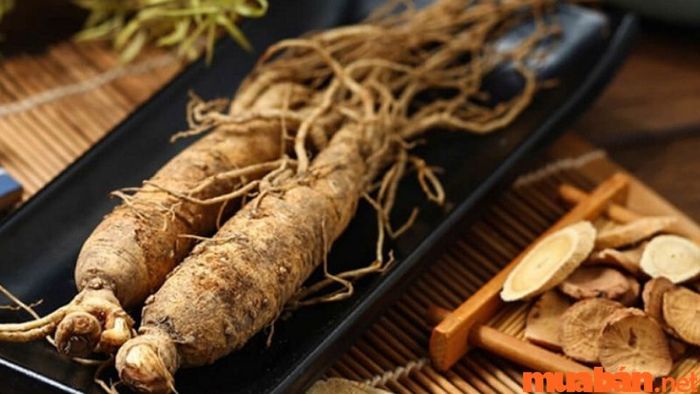 Sâm dây Măng Đen