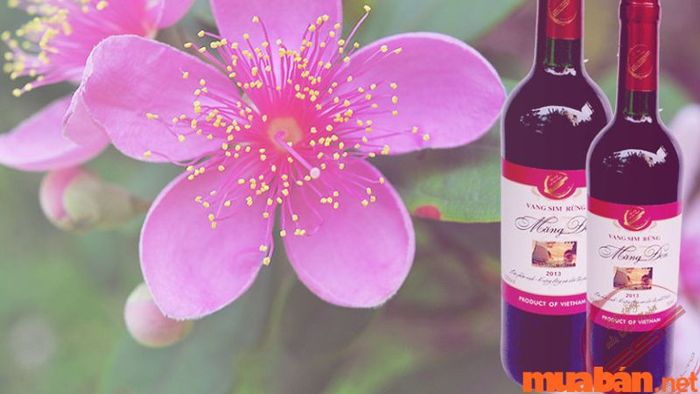 Rượu vang sim rừng