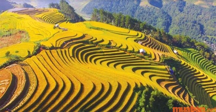Ruộng bậc thang Mù Cang Chải là biểu tượng đặc trưng của Yên Bái.