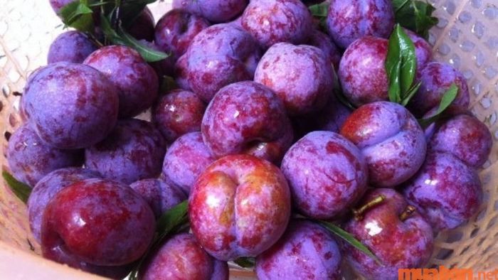 Quả mận tại Yên Bái có màu sắc rất nổi bật.