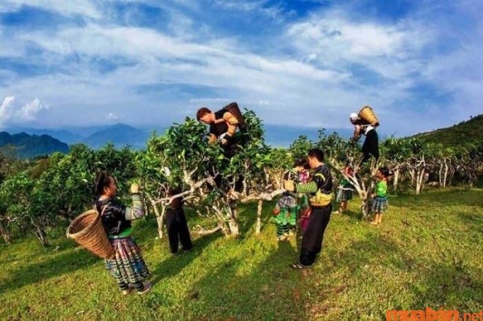 Yên Bái là nguồn gốc của người Việt cổ.