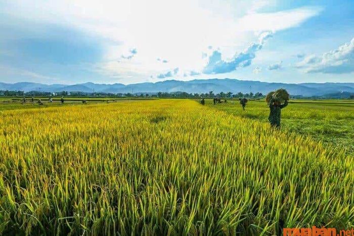 Kinh nghiệm du lịch Yên Bái cho thấy, mùa lúa chín là thời điểm lý tưởng nhất để ghé thăm nơi này.