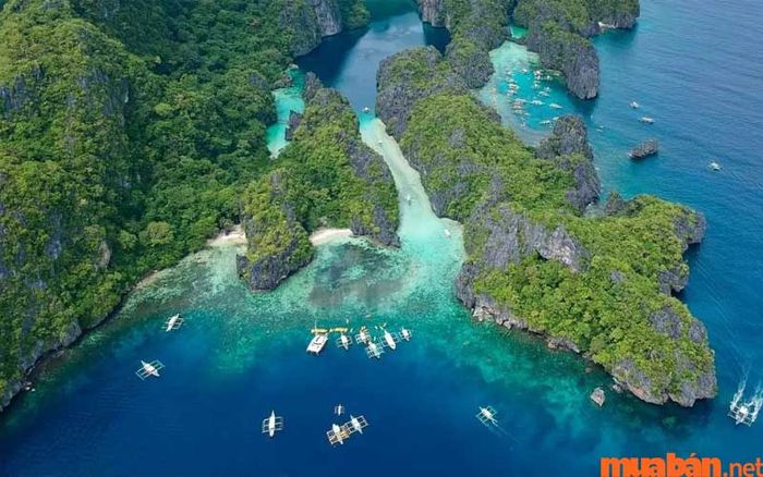 El Nido nổi tiếng với những rạn san hô đồ sộ và vô số loài động vật biển đa dạng.