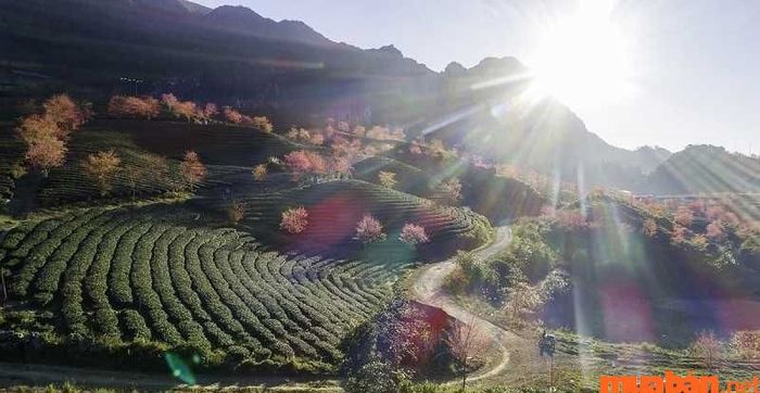 Sapa vào mùa xuân