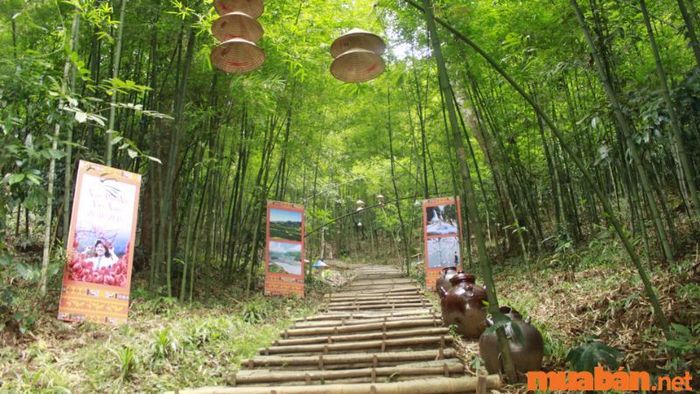 Rừng vàng Sơn La